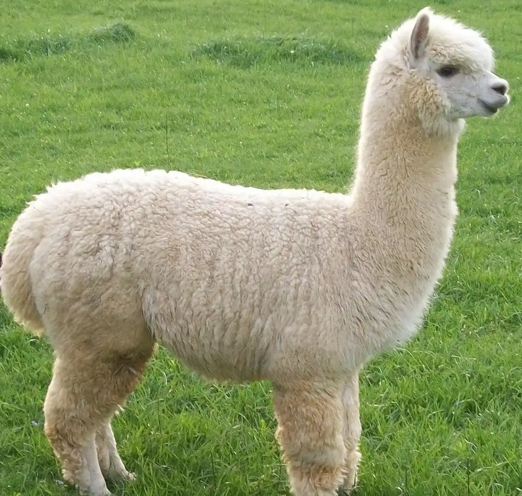 羊驼送洗后因毛发未吹干致失温死亡