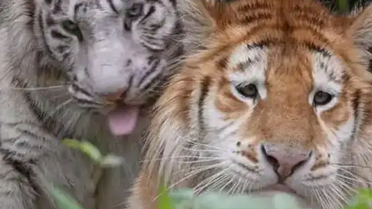 老虎版“没头脑”“不高兴”火出圈