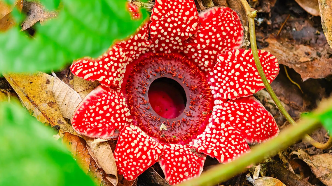 珍稀植物“寄生花”连续3年如期绽放