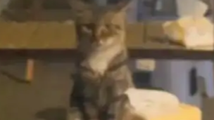 流浪猫像人一样端坐在餐桌前等喂食
