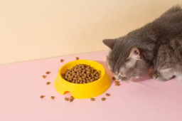   上门喂猫春节能赚16万？律师提醒 缩略图