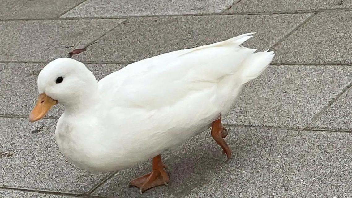 两男子偷吃公园一只鸭子被拘5天