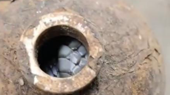 居民酒瓶中砸出过冬眼镜蛇