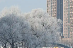   沈阳雾凇美成一幅水墨画 缩略图