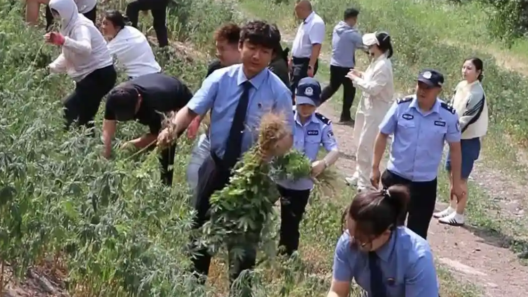  乌鲁木齐20万株野生大麻被铲除