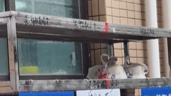  广东东莞一民房现“一窗6店”