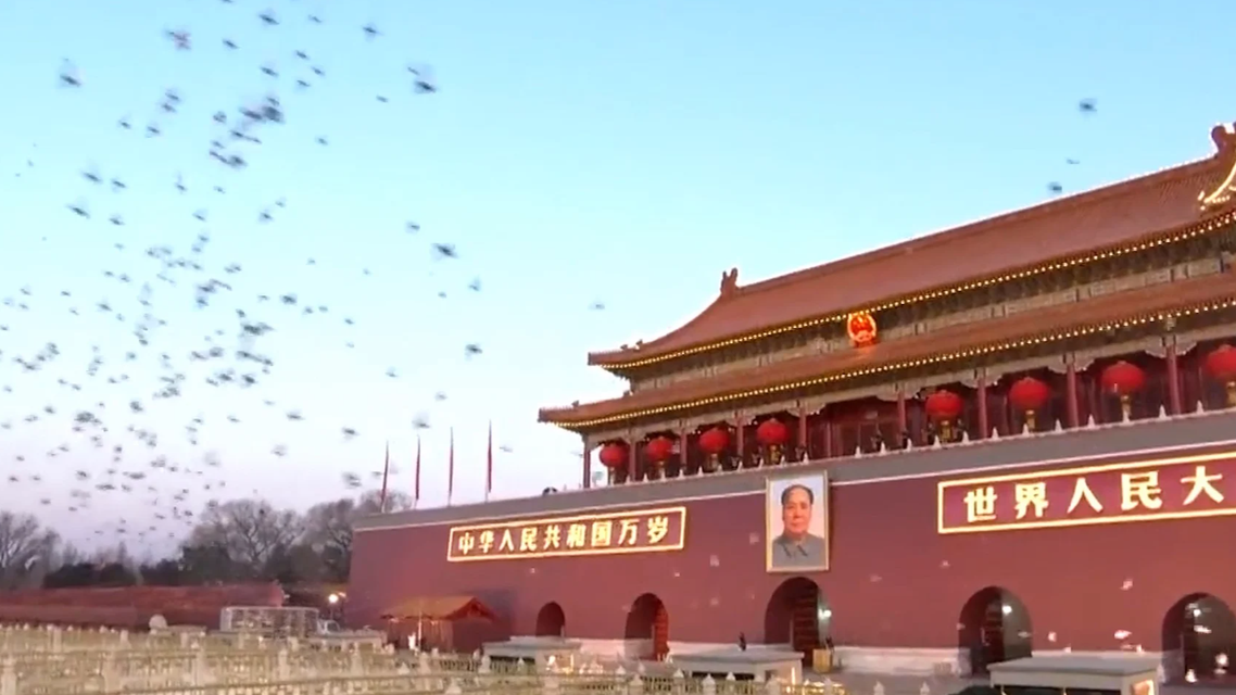 天安门广场和平鸽迎晨光展翅高飞