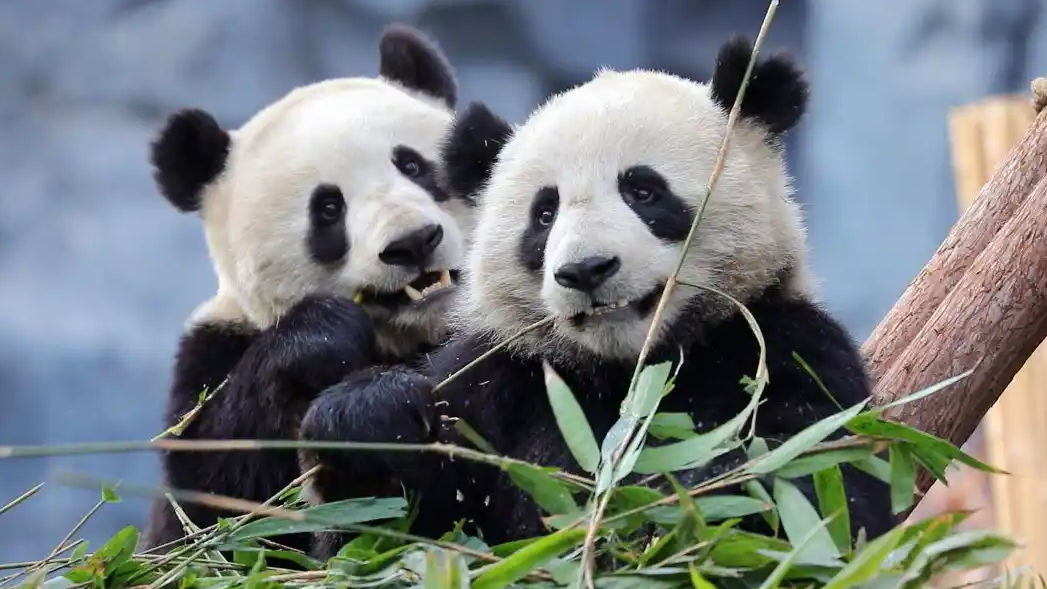 最后2只旅日大熊猫即将回国