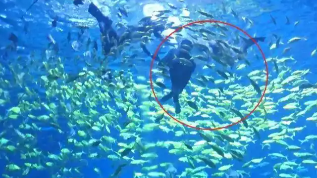 律师在海洋馆潜水被鲨鱼咬头