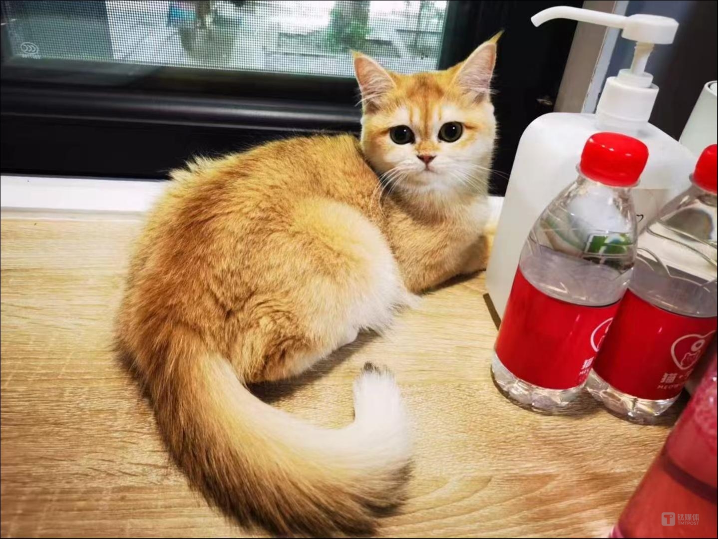  你养的宠物猫正在暴露你的钱包余额