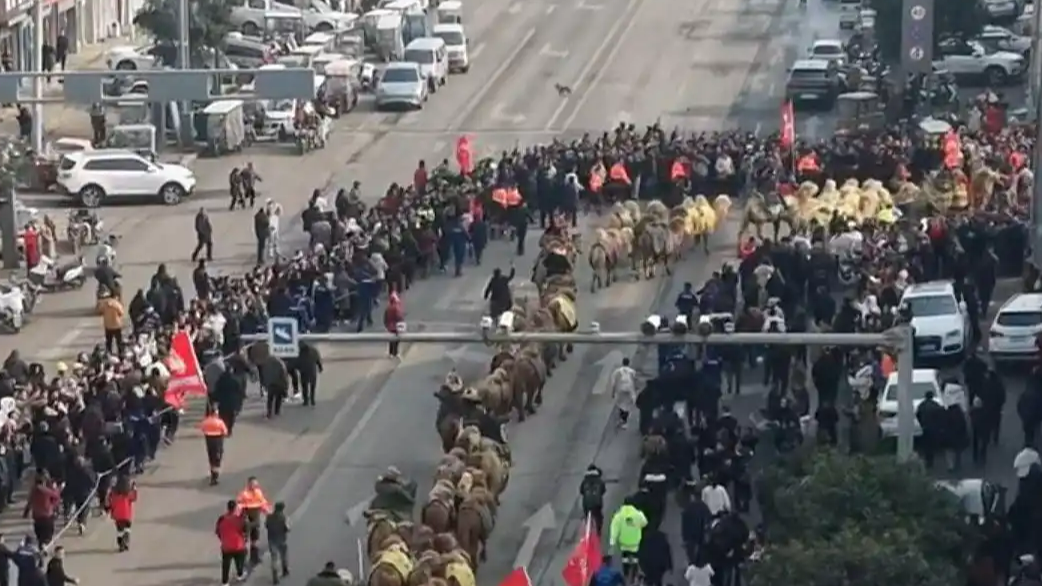 新疆骆驼队抵达洛阳 历时136天
