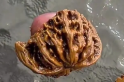   男子盘四年的文玩核桃竟是塑料制品 缩略图