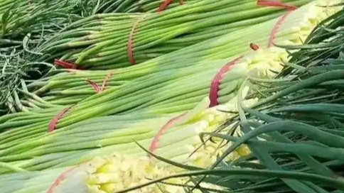  蒜薹滞销 企业收购研发新品饼干