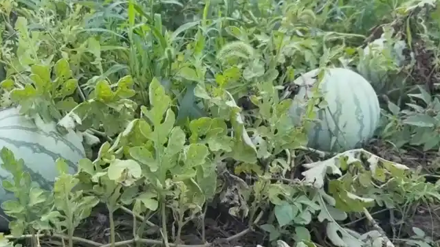 河南多地西瓜滞销