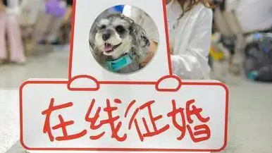 520成都24只猫狗挂牌找对象