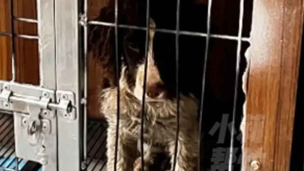 女子在家被流浪狗咬伤3天后狗死了