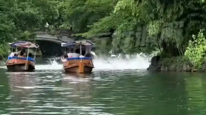  西湖现“群鱼乱舞”