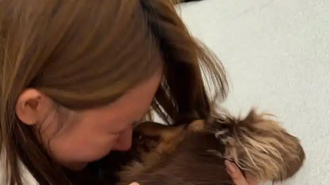 网红高迪回应爱犬在车库被碾死