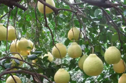 园方回应有人摘深圳仙湖植物园柚子