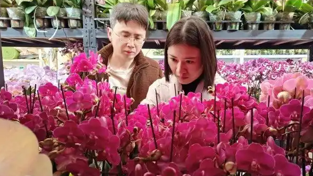 年宵花生意又开始忙了