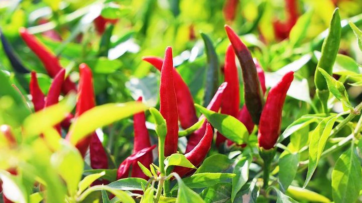 “陕西咸阳千亩辣椒免费摘”不实