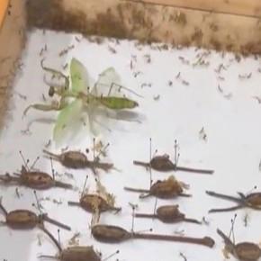 买一送N 蟑螂标本孵出无数小蟑螂