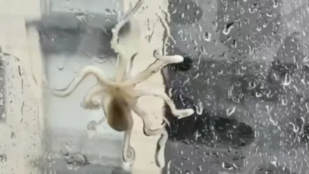  台风登陆 玻璃上吹来八爪鱼三文鱼