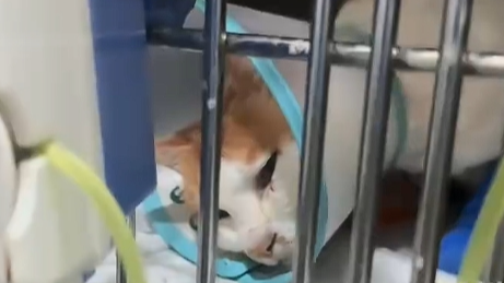 掉入火锅小猫已离世