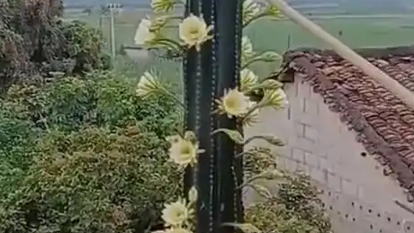 花开富贵节节高具象化了