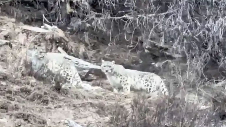 牧民放牧偶遇2只雪豹 双方都很淡定