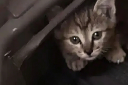   女子骑车听猫叫拆开发现车里藏只猫 缩略图