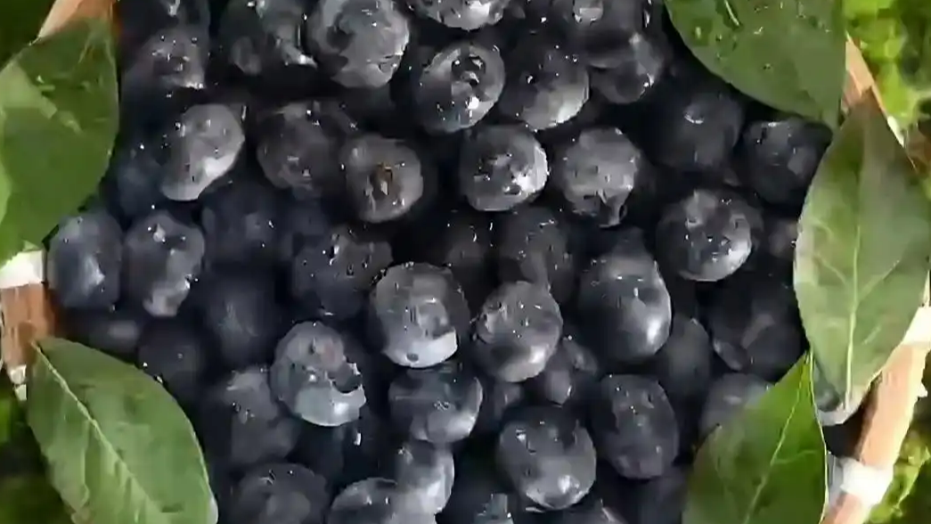 “蓝莓自由”是这样实现的