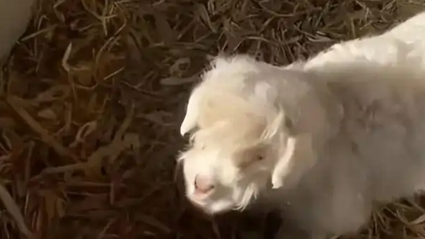 “装死羊”身价已飙升至30万