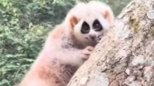 游客将狐猴摔下地后抽烟离去