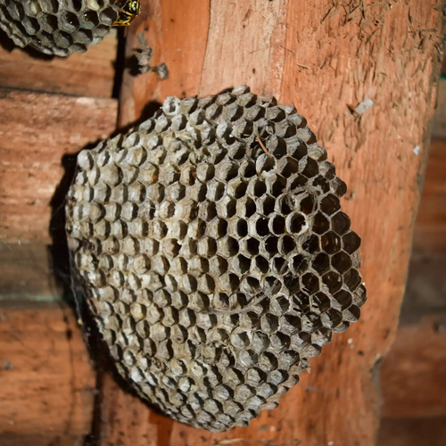 厨房吊顶藏巨型蜂窝 屋主决定保留