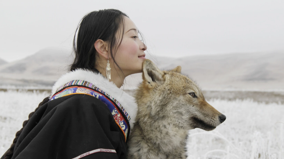 《重返狼群》10年后再度爆火