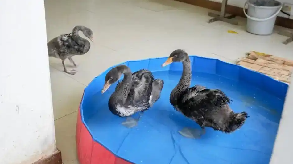 天鹅出轨后新欢1年没下蛋原配提3娃