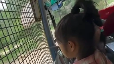游客近距离投喂狮子时 车门意外打开