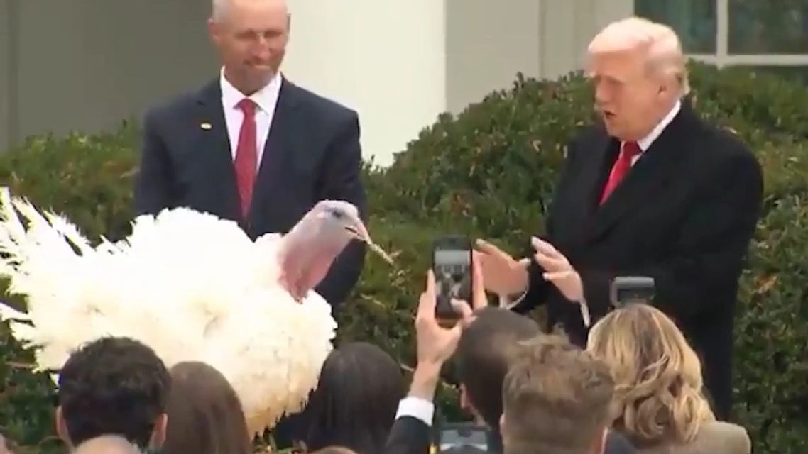 特朗普在白宫赦免火鸡 引全场爆笑