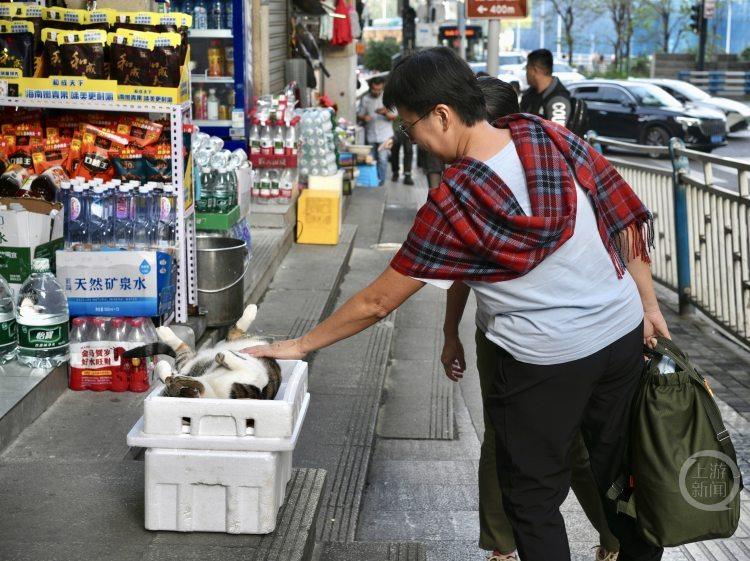 小猫凭松弛睡姿出圈 游客排队打卡