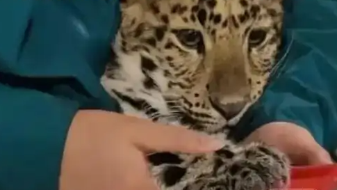 金钱豹上工给台历按印爪 一脸班味