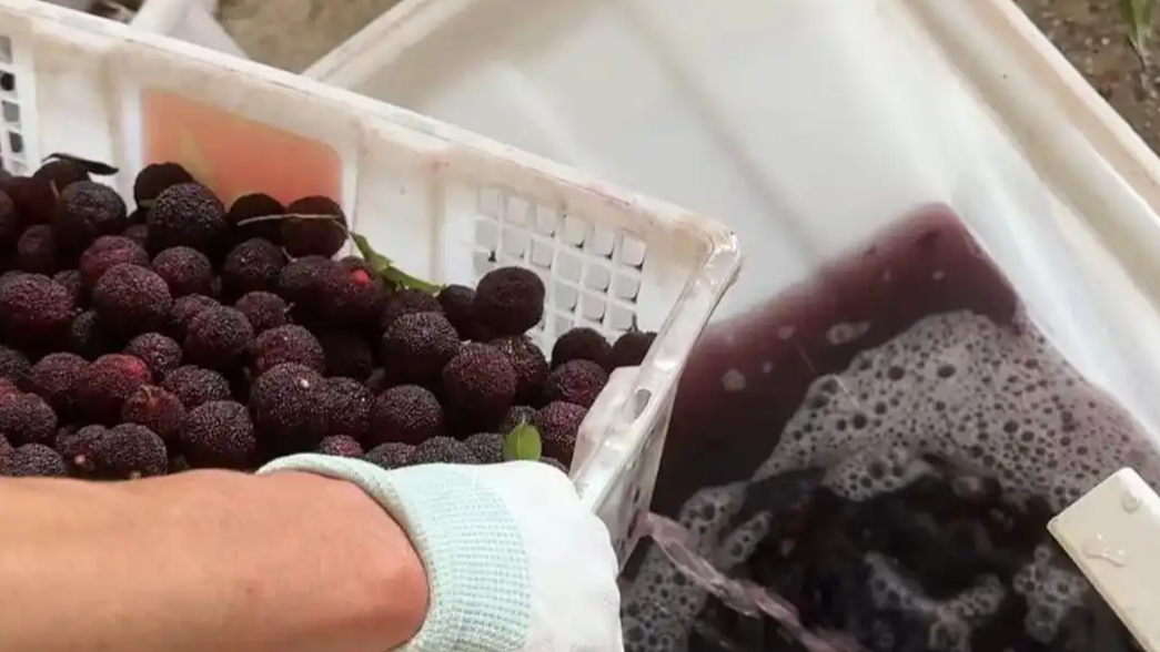 泡药杨梅事件后卖惨无法挽回信任