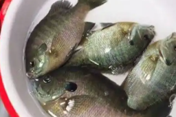   成都多湖现“黑耳”怪鱼 系入侵物种 缩略图