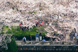   踏春赏花 让美景变“钱景” 缩略图