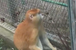 动物园回应猴子抓蝴蝶又放走
