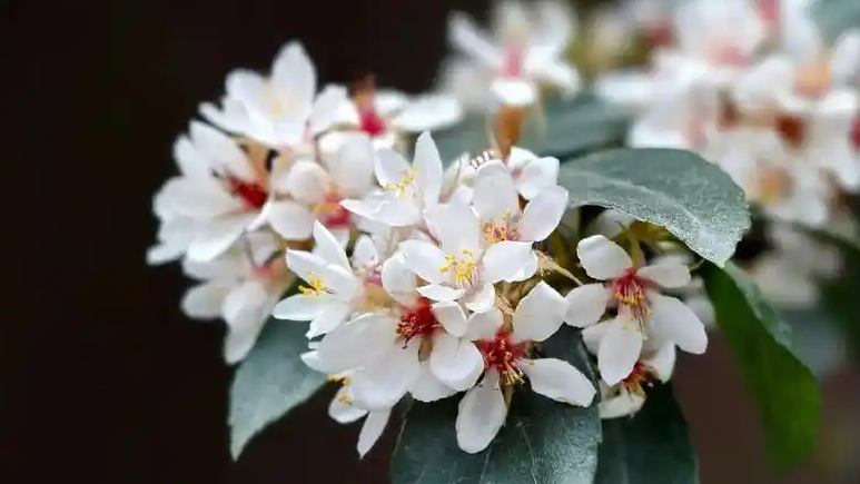 “别人的春和景明 我的氯雷他定”