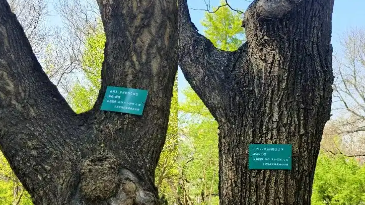 網(wǎng)友喊話余華：地壇公園的樹該續(xù)費了