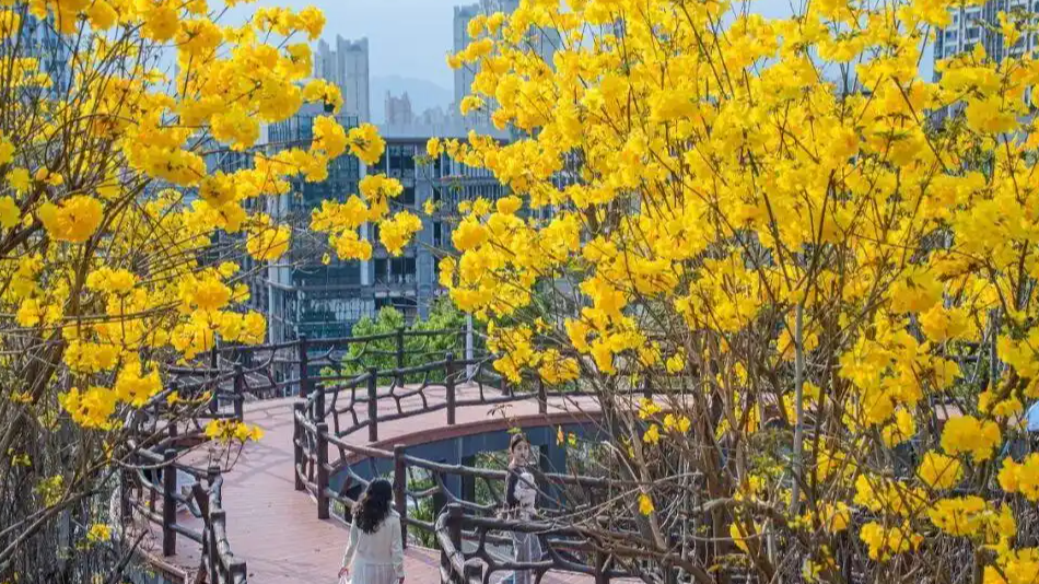 春天为什么黄色的花更早绽放