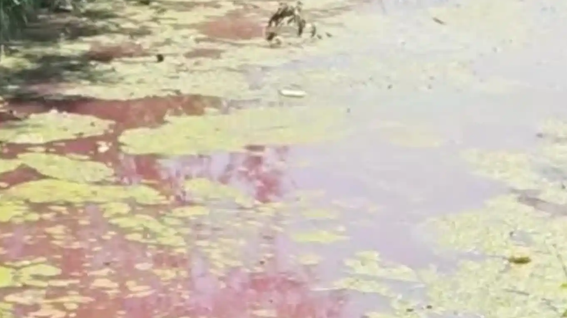  上午记录河水变红 下午接到协商电话