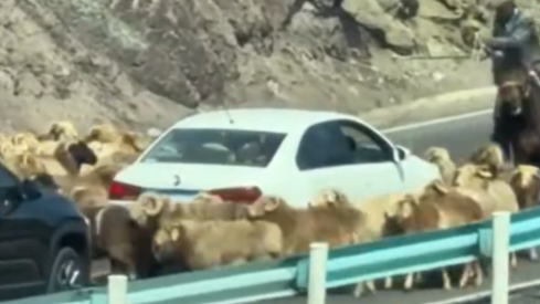 假期堵車源頭：羊群圍著車轉(zhuǎn)圈